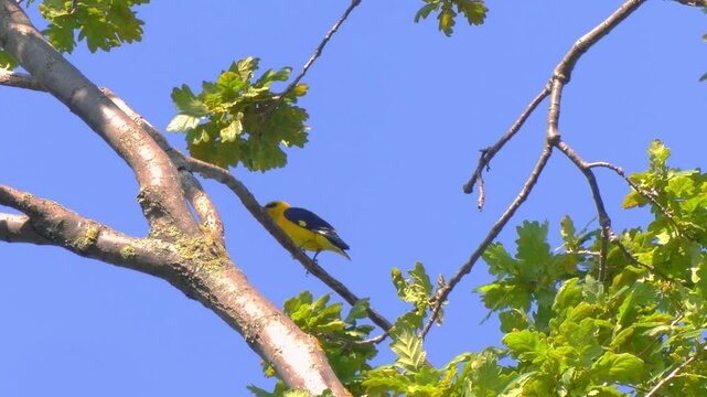 The Eurasian golden oriole (Oriolus oriolus) sits on a branch in a summer park