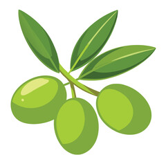 Olive Fruit with Leaves Vector on white background