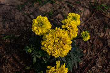 Bright yellow marigold flowers blooming in sunlight.