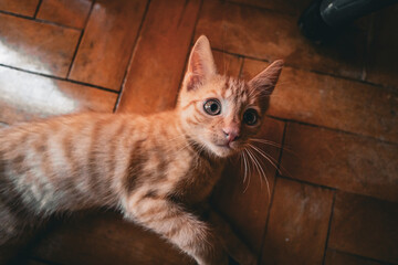 Close-up of an adorable orange tabby kitten. The kitten’s big eyes and fluffy fur make it a...