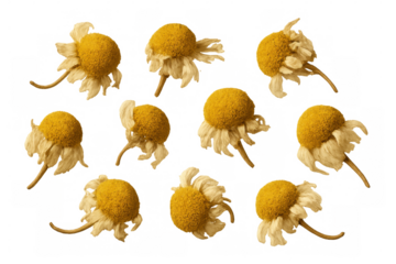 Multiple dried chamomile blossoms are presented against a transparent backdrop, simplifying the process of incorporating them into diverse design projects