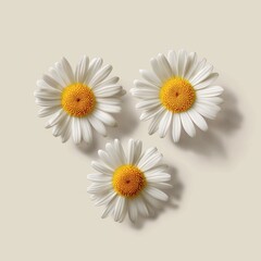 Bright white daisies with yellow centers on a neutral background, flat lay composition