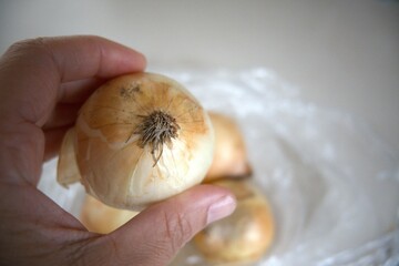 One whole onion with white background and hand close up.