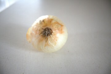 One whole onion with white background close up.