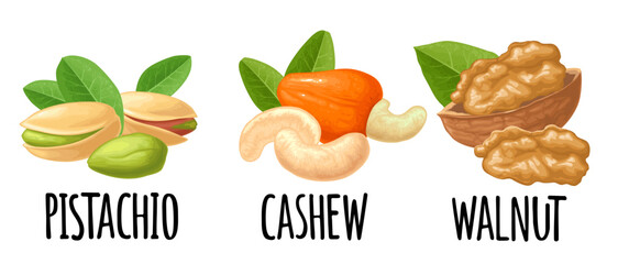 Set whole and half nut seed. Vector color realistic illustration. Isolated on white background. Handwriting lettering cashew, pistachio, walnut