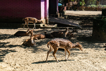 Beautiful chital deer with white spots standing calmly