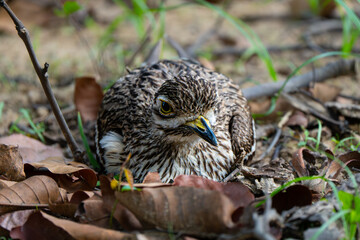 Indian Stone-curlew