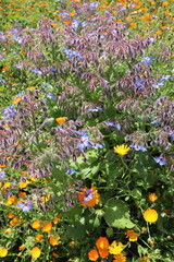 Wild Meadow of Borage (Borago officinalis) and Calendula (Calendula officinalis) in Segesta,...