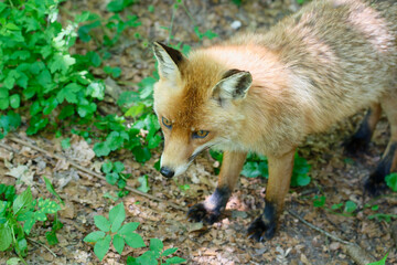 The fox in the Eekholt Zoo in Schleswig-Holstein looks sideways into the greenery