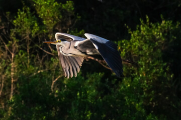 Grey heron in flight İstanbul