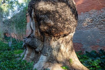 Massive Gnarly Andalucian Tree Trunk, Royal Alcazar of Seville Spain Landscaped Lush Gardens