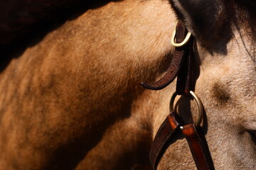 Close-up shot of a horse's head and neck with a bridle in place, suitable for equestrian or farm-themed illustrations