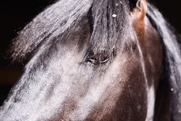 A close-up shot of a brown horse's face, suitable for use in equine-related contexts or as a design element