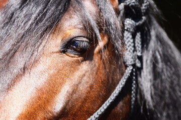 A close-up shot of a horse's face with a bit in its eye, ideal for use in equine-themed projects