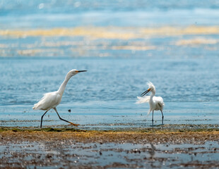 Egrets sizing each other up