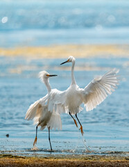 Snowy egrets dancing in the wind