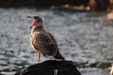 Gabbiano sul mare garrisce