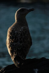 gabbiano giovane sul mare seduto