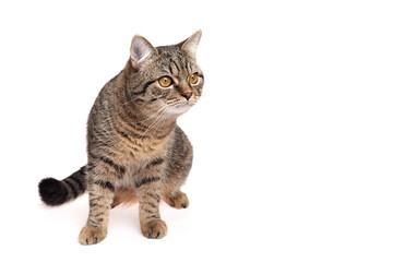 Tabby cat with amber eyes and striped fur sitting on white background, gazing to the right with calm and attentive posture in bright studio light
