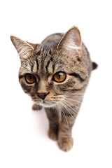 Close-up of a walking tabby cat with golden eyes and alert expression, captured in motion against a white background in a slightly angled view