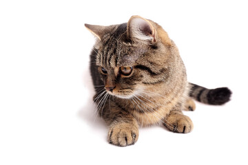 Domestic tabby cat with distinctive stripes and expressive eyes, lying gracefully on a white background, showcasing its playful and curious nature in a serene environment