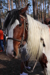 Fototapeta premium Beautiful horses in the forest
