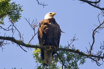 Closeup from beneath a Bald Eagle perched on a branch above a creek in Wisconsin.