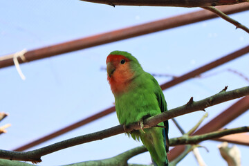 Colorful Parrot Perched on a Branch in a Scenic Outdoor Environment. Brightly colored parrot sitting on a branch, surrounded by a natural outdoor setting, showcasing vivid green feathers