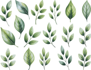 Watercolor green leaves collection in botanical vector illustration.