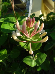 Geißblatt Blüte Nahaufnahme