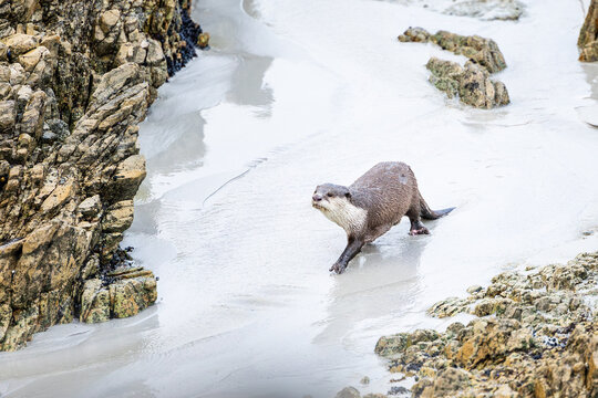 View of a sleek otter dashes across the wet sand framed by rugged rocks, a moment of wild beauty captured in the coastal landscape, Hermanus, Western Cape, South Africa.