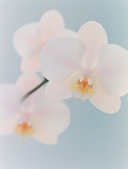 Minimalist White Orchid on Soft Blue Background – Tranquil Floral Photography for Spa, Wellness, and Modern Branding Aesthetic