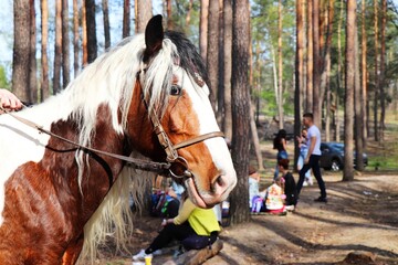Beautiful horses in the forest