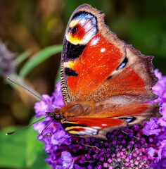Tagpfauenauge - mit "Ringelr&uuml;ssel"