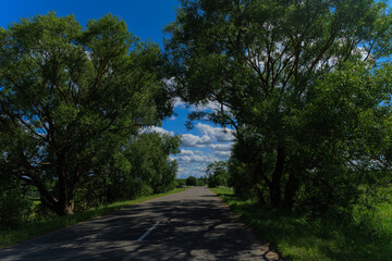 Fototapeta premium The effect of speed on the road and blurred. View of the road on a summer day.
