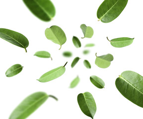 Fresh green leaves in air on white background