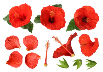 Beautiful red hibiscus flowers and green leaves on white background, collage © New Africa