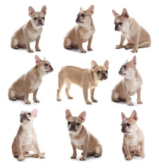 Adorable French bulldog dog on white background, collage