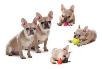 Adorable French bulldog dog on white background, collage