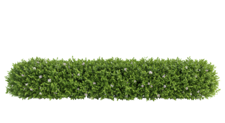 A long, straight border of lush green ornamental shrubs with delicate white and light purple flowers and natural stems, isolated on a pristine transparent studio background with copy space above,