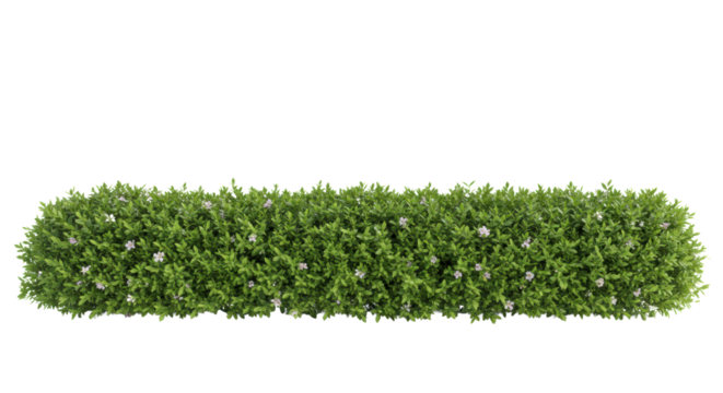 A long, straight border of lush green ornamental shrubs with delicate white and light purple flowers and natural stems, isolated on a pristine transparent studio background with copy space above,