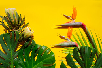 tropical leaves greenery