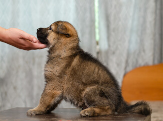 Adorable wolfdog GSD mix puppy sitting on table, gentle hand lifting chin for profile view. Side portrait, one month old. Soft focus background, shallow DOF
