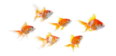 Fototapeta premium Beautiful bright goldfish on white background, collage