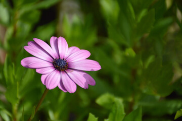 African daisy flowering in the garden, copy space