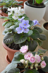 Collection of flowering African violets