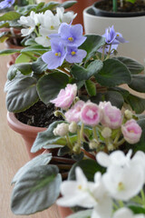 Collection of flowering African violets