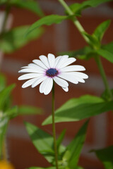 African daisy flowering in the garden