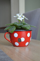  White African violets in flower pot