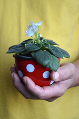  Man holding a potted white African violets